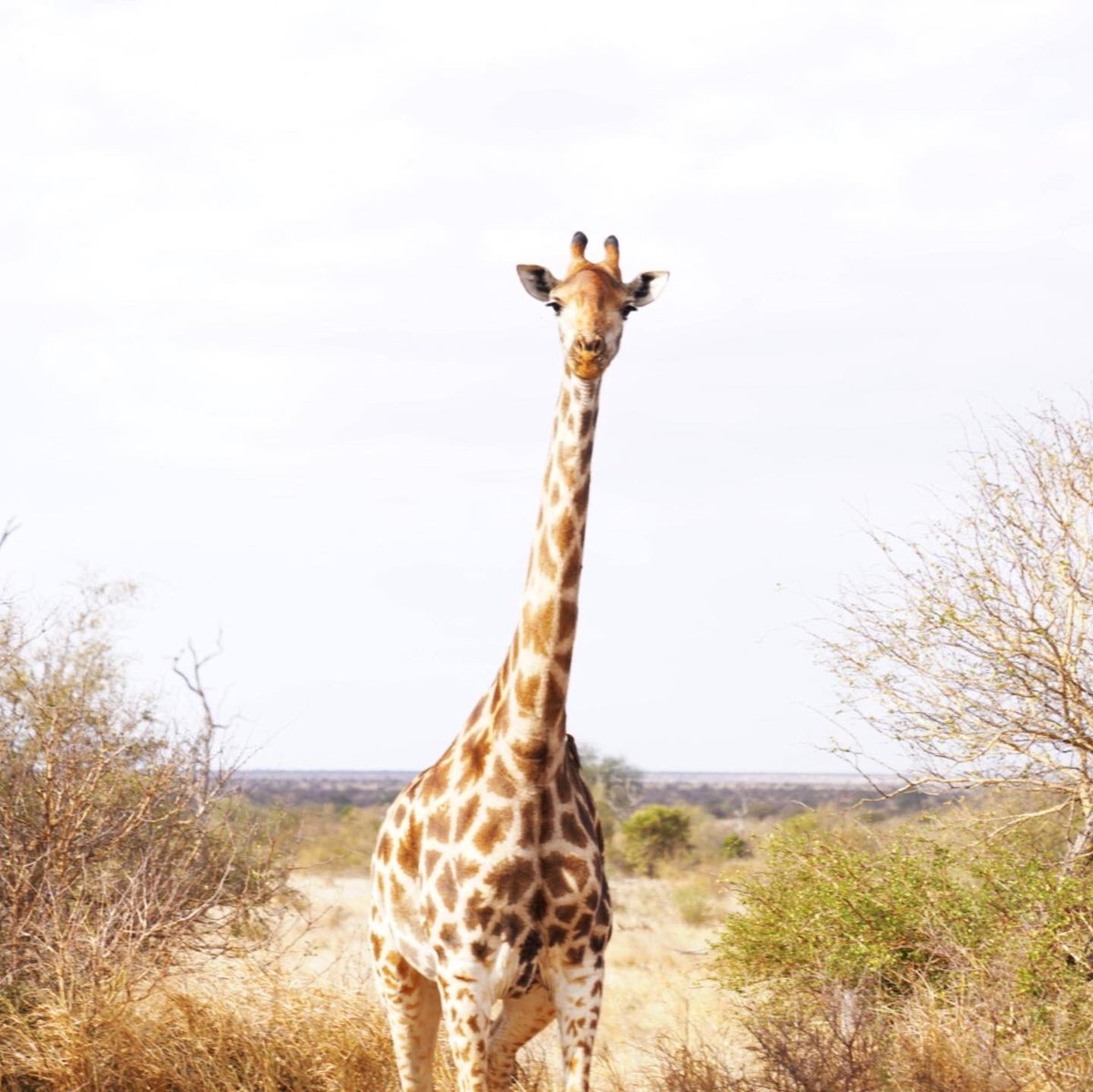 petchpacker's tweet photo. Friends of Kruger! 🇿🇦

#kruger #southafrica https://t.co/28MegHz0MH