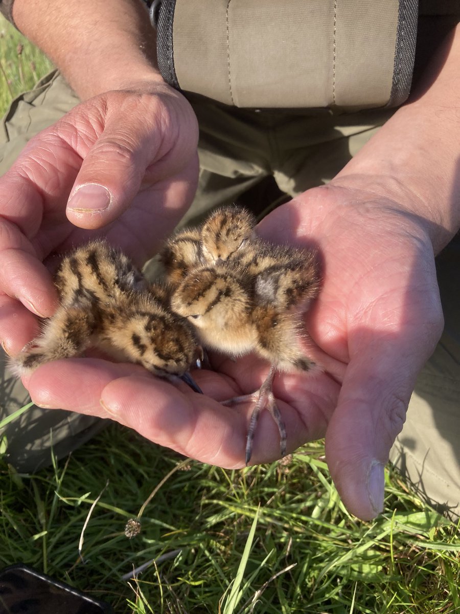 With redshank hatching all over the place it was a great pleasure to take out @RupertBrewer2 to check some nests, without him there would be a lots less wader chicks about! Rupert works tirelessly to protect breeding #lapwing #redshank #curlew #snipe and #woodcock