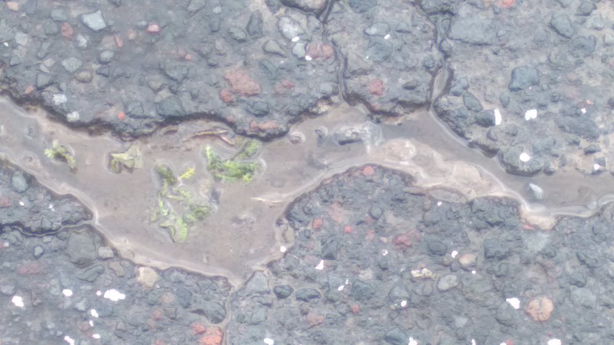 MayritaGarzon's tweet photo. Buenas tardes Srs. @aguadequito @santiguarderas quisiera que nos ayude  con el cambio de la  tubería en las calles panamá y asunción  esquina, se esta desperdiciando el agua. https://t.co/SAfkLPMyqw