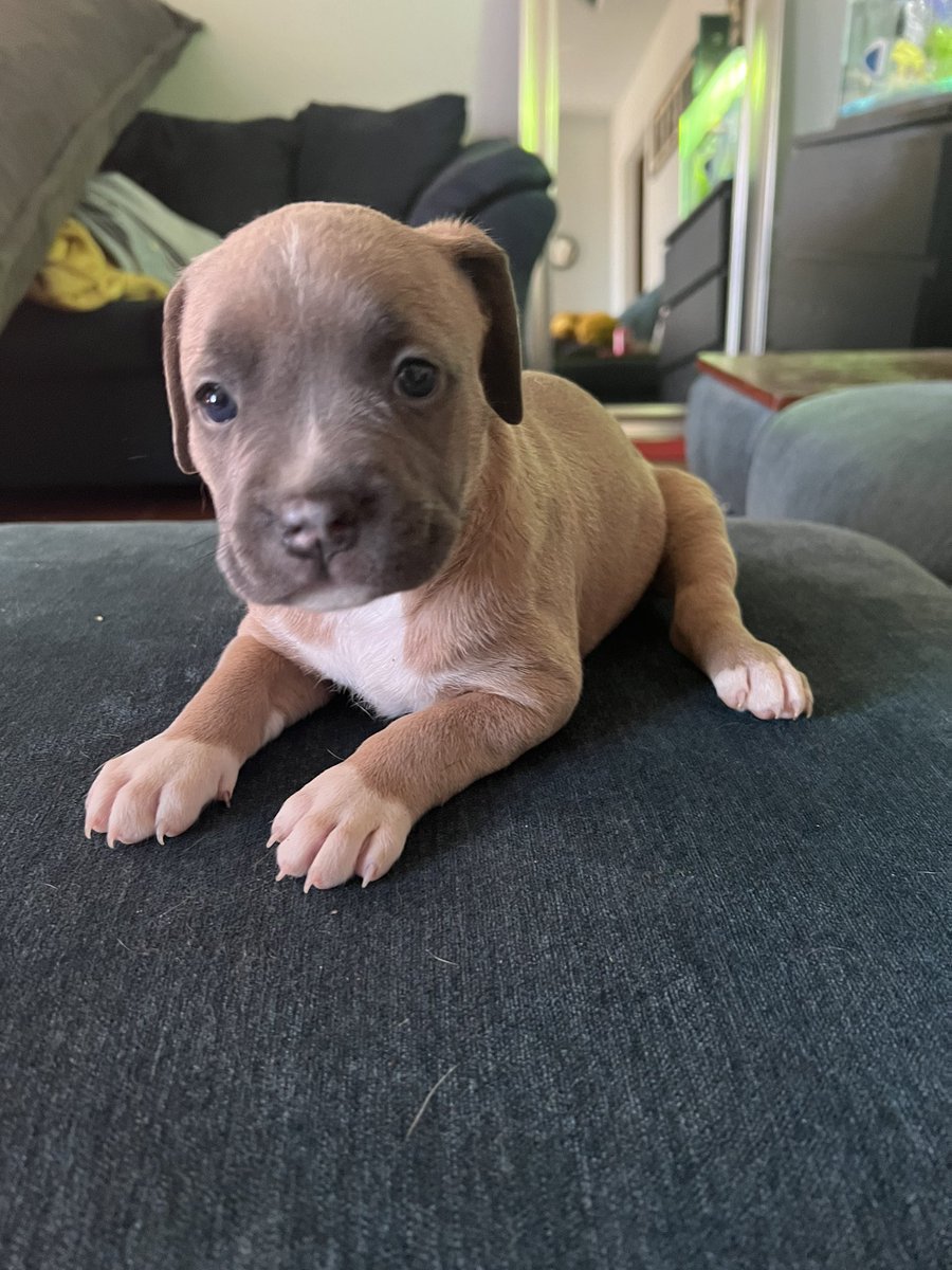 barbsbitch2_'s tweet photo. American pitbull terriers for sale 500$ each, all girls, hmu lmk https://t.co/yITI7P76gm