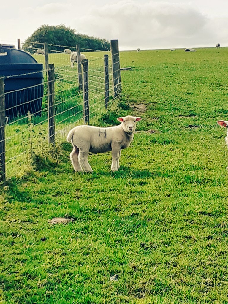 gezgriff's tweet photo. This April born ram lamb out of a hogg keeps catching the eye. #polldorsets https://t.co/ObyKpv1btX