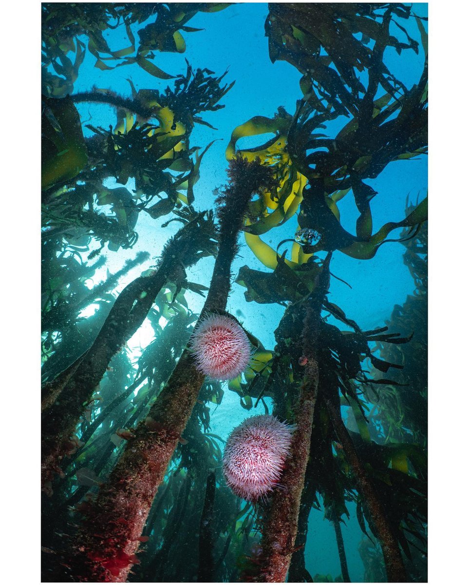 BSACdivers's tweet image. A pair of sea urchins munch on some kelp in Shetland. Many UK divers have dived (or plan on diving) the world-renowned Scapa Flow wrecks in the Orkney Islands, but the even further afield Shetland Islands also offer some incredible diving!

📸: instagram.com/lona_brak