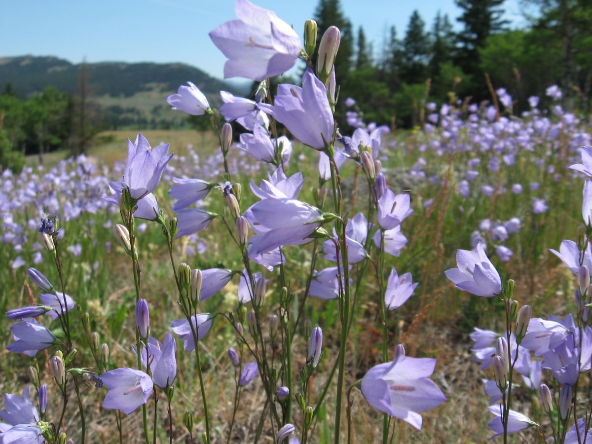 We're #hiring a Regional Planning Coordinator! This position leads the ABMI's regional planning initiatives and Community-based Monitoring and Engagement (CBME) with Indigenous communities.

Apply by June 1! #jobs

abmi.ca/home/careers/c…