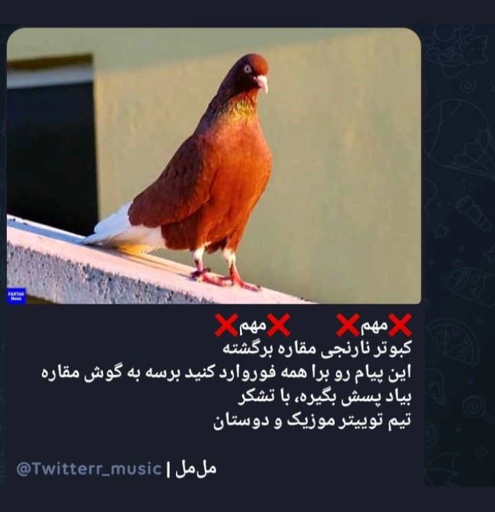 frshthen's tweet photo. کبوتر نارنجی مقاره بازگشت😂🧡🕊 https://t.co/uhwU70gnN2