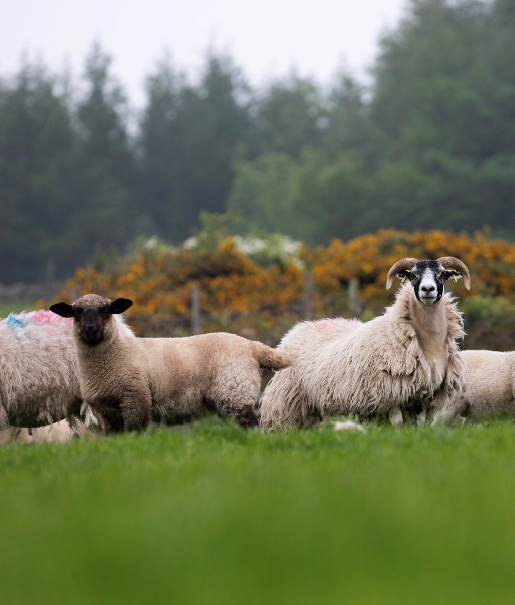 Hampshire Down Sheep tweet media