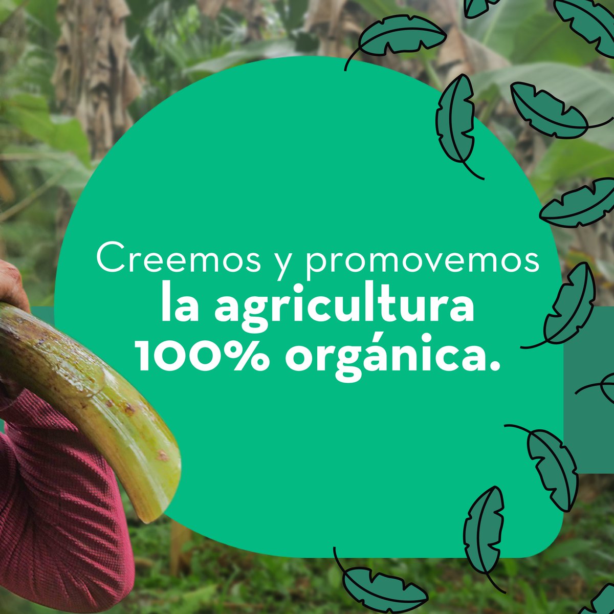 AgroapoyoEc's tweet photo. Actualmente en el mundo hay una tendencia empresarial enfocada en la responsabilidad social y ambiental. Por esta razón impulsamos y apoyamos a nuestras comunidades de agricultores a obtener la Certificación  Orgánica
Conoce más en: https://t.co/67ua9X42c3 https://t.co/Bs2SyBUG8B