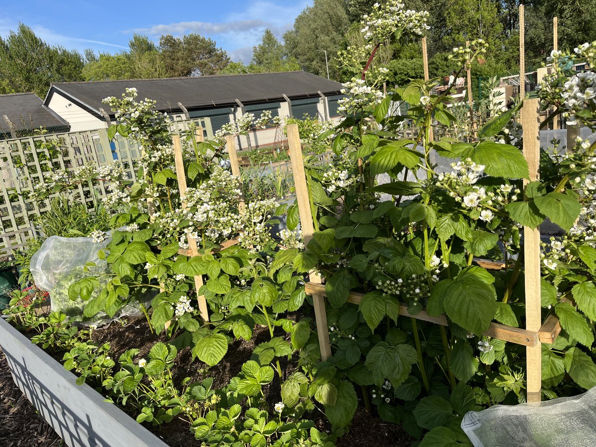Looks like it’s going to be a good year for blackberries