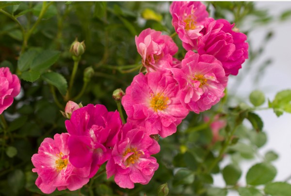 FloralDaily (@floraldaily) on Twitter photo American Rose Trials for sustainability winners from Star Roses and Plants <a href="/PlantAStar/">Star® Roses and Plants</a>
floraldaily.com/article/942837… American Rose Trials for sustainability winners from Star Roses and Plants <a href="/PlantAStar/">Star® Roses and Plants</a>
floraldaily.com/article/942837…