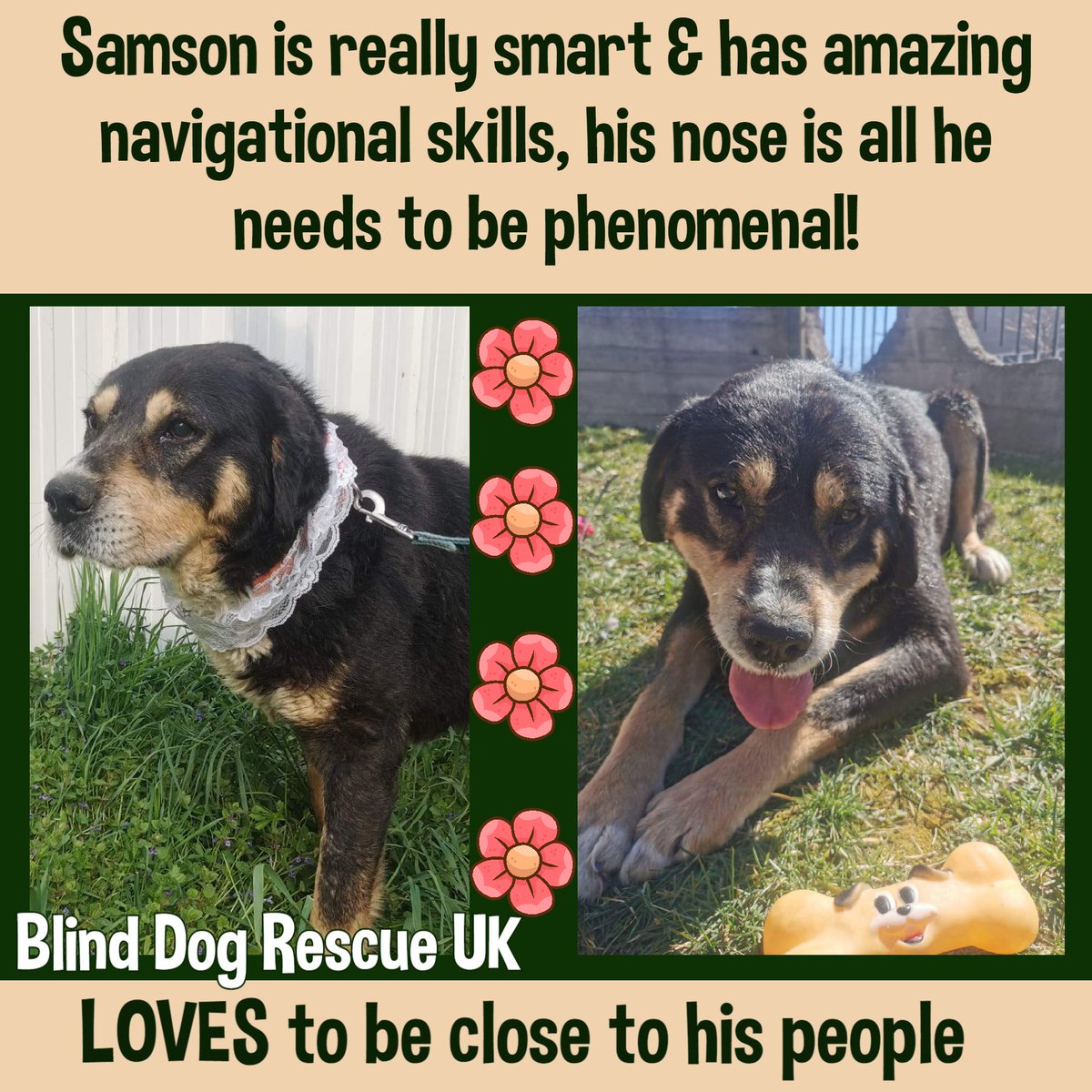 SAMSON is very cuddly, loves affection, & loves to have his ears & belly scratched. He enjoys finally getting attention since he loves human closeness so much. Born in 2017, this blind gent uses his other senses so well. facebook.com/media/set/?set… #forgottensoulshour #TeamZay