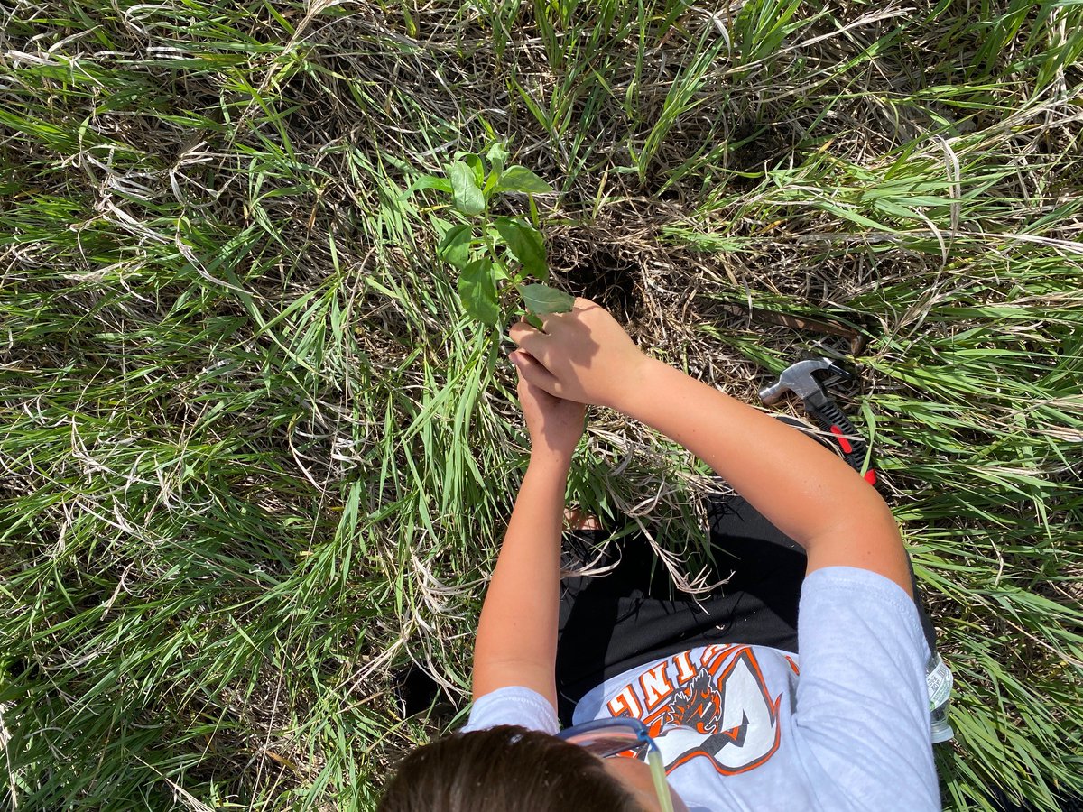 VisitLindsborg's tweet photo. 1/2 Thx #Soderstrom Elem. #4th ss for helping #plant a #pollinators #garden along #MeadowlarkTrail. We♥#communityservice that is part of the #SmokyValley #USD400 community awareness.  
Made possible by community partners: City/Lindsborg Parks Dept, @monarchwatch, @KStateKCARE... https://t.co/C3veTFYWqe