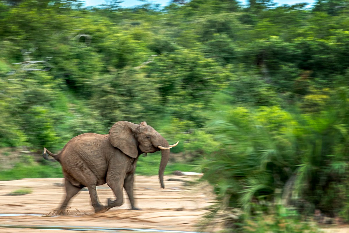 GEF_SGP's tweet photo. It’s hard to believe that these goliaths🐘are afraid of🐝- but this fear may help save their lives.

To celebrate #WorldBeeDay take a look at how we support #SouthAfrica’s @elephantsalive &amp; @blackmambasapu to use this vulnerability in elephant’s favour: https://t.co/JvEmrHXH9g🐝 https://t.co/JPEMZvG0Ww