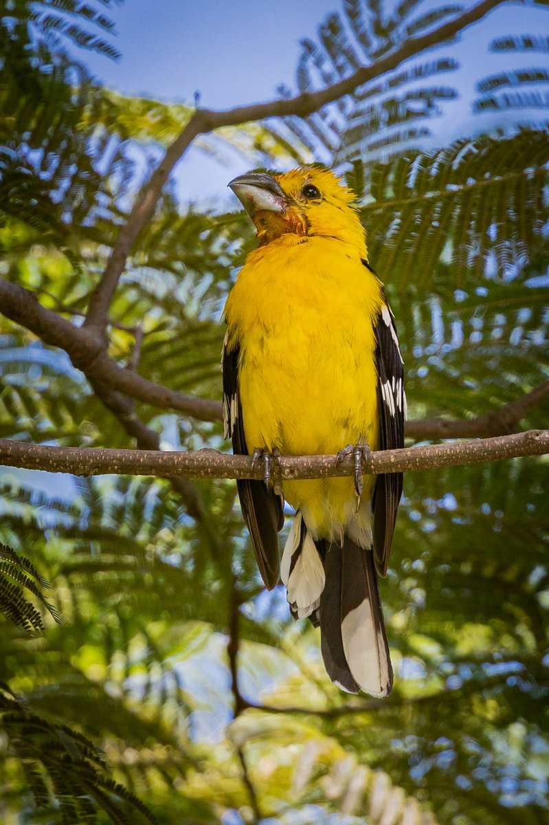 Tanager Tours tweet media