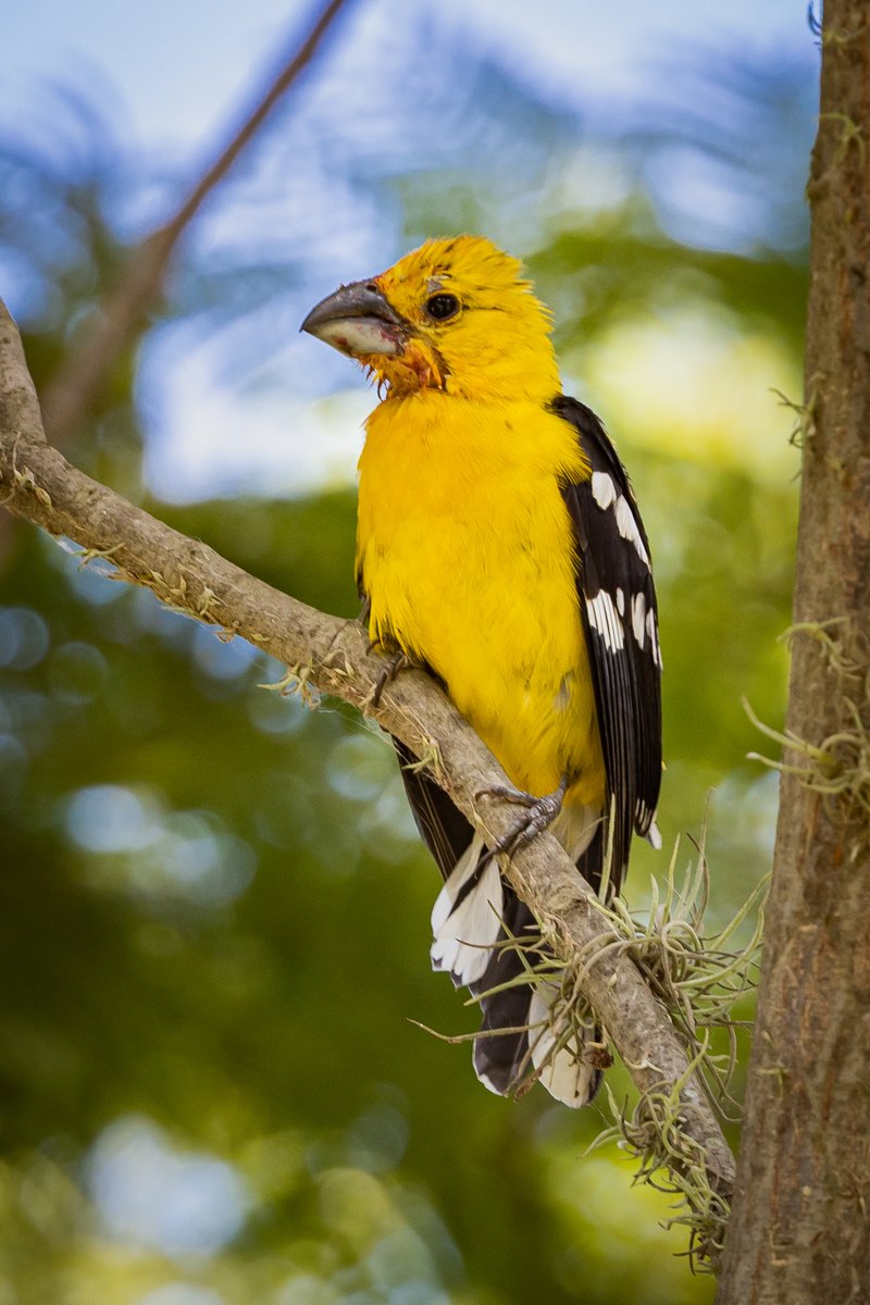 Tanager Tours tweet media