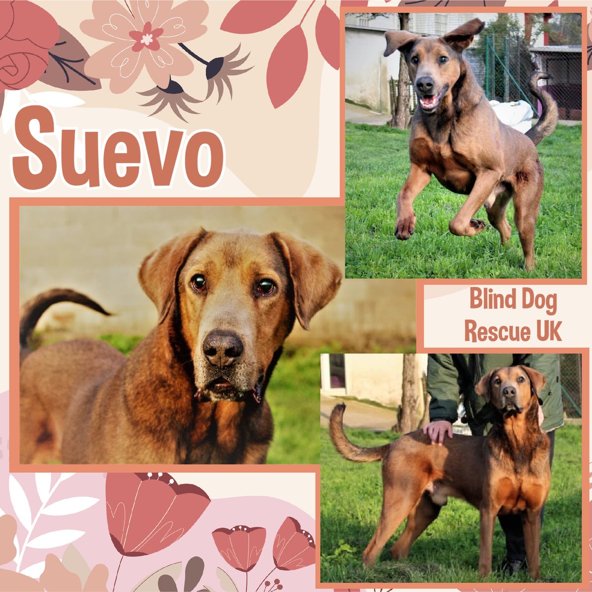 3yo SUEVO is an extra large blind gent who's thought to be able to see shadows. He's a friendly, lively & strong boy who loves to sniff.☺️ See him here: youtube.com/watch?v=zlUBgD… He'll need an active home with a garden. facebook.com/media/set/?set… #forgottensoulshour #TeamZay