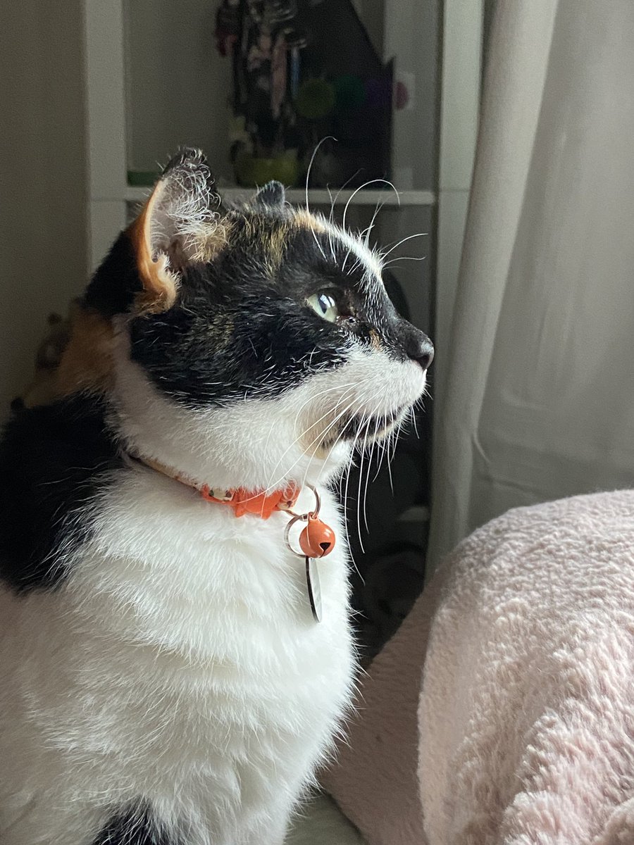 ElliotTalks's tweet photo. @whitneyarner My pretty baby Autumn https://t.co/6m0gImAjp8