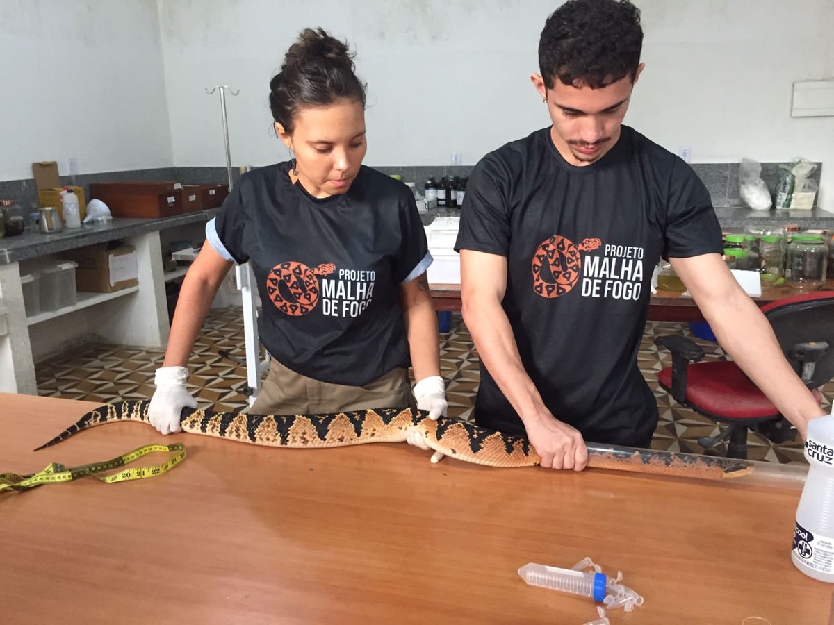 Hugo Fernandes (@hfernandesbio) on Twitter photo Minha orientanda de Mestrado, <a href="/thabcaval/">Thabata Cavalcante</a>, acaba de ser contemplada com um financiamento da Rufford Foundation para desenvolver pesquisas sobre conservação de Surucucu, a maior serpente peçonhenta das Américas. 💙🐍 Orgulho grande! Minha orientanda de Mestrado, <a href="/thabcaval/">Thabata Cavalcante</a>, acaba de ser contemplada com um financiamento da Rufford Foundation para desenvolver pesquisas sobre conservação de Surucucu, a maior serpente peçonhenta das Américas. 💙🐍 Orgulho grande!