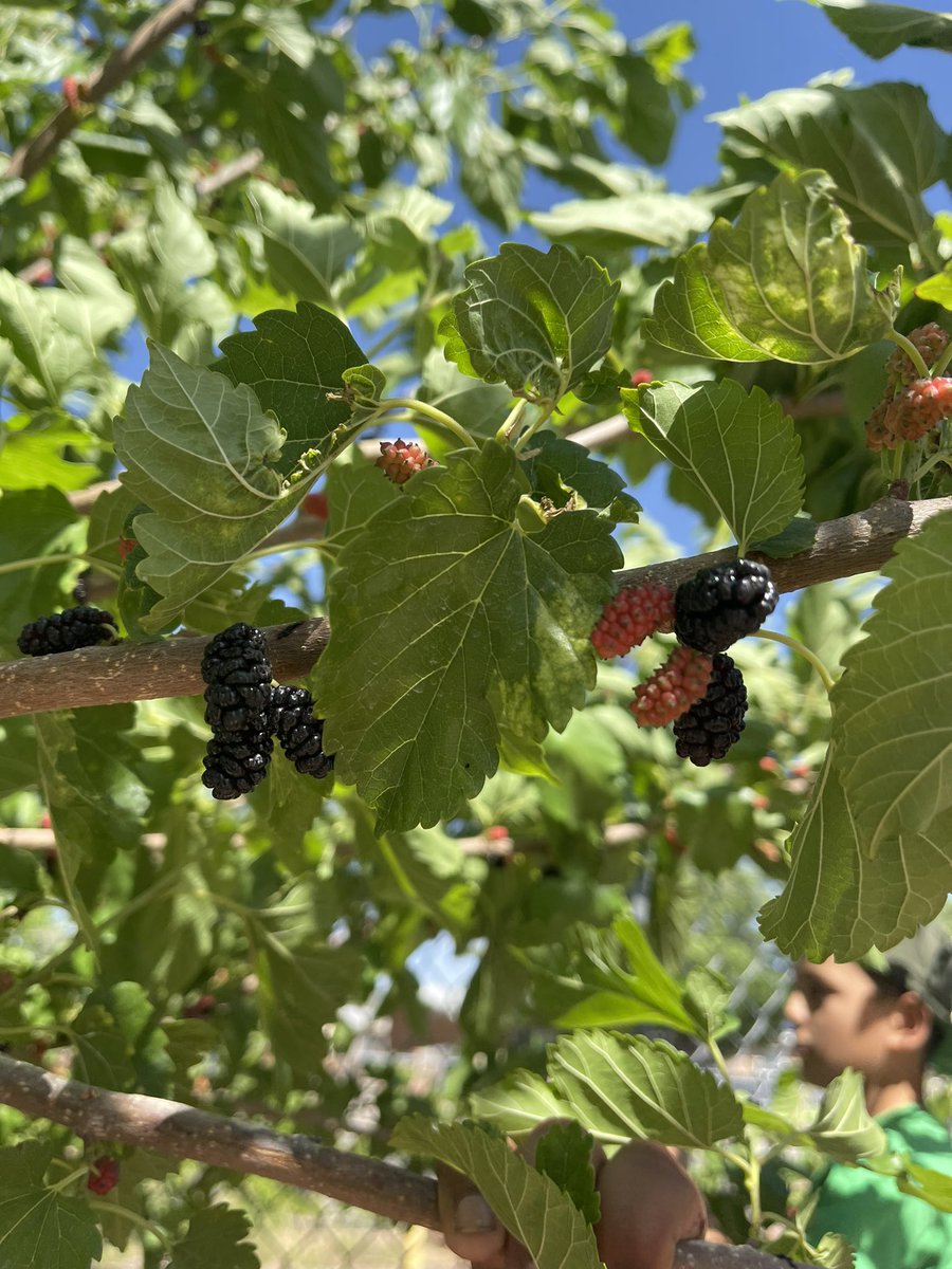 Shannon Ryan tweet media