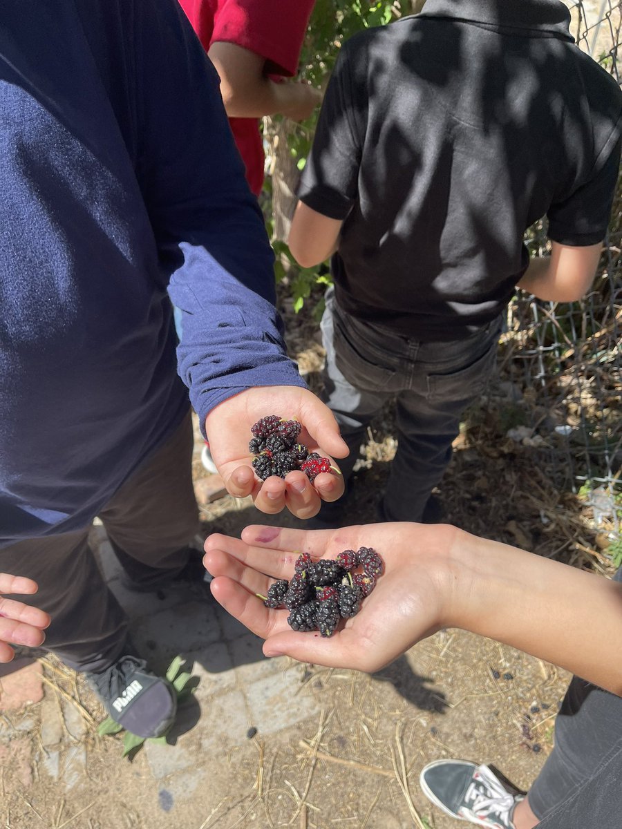 Shannon Ryan tweet media