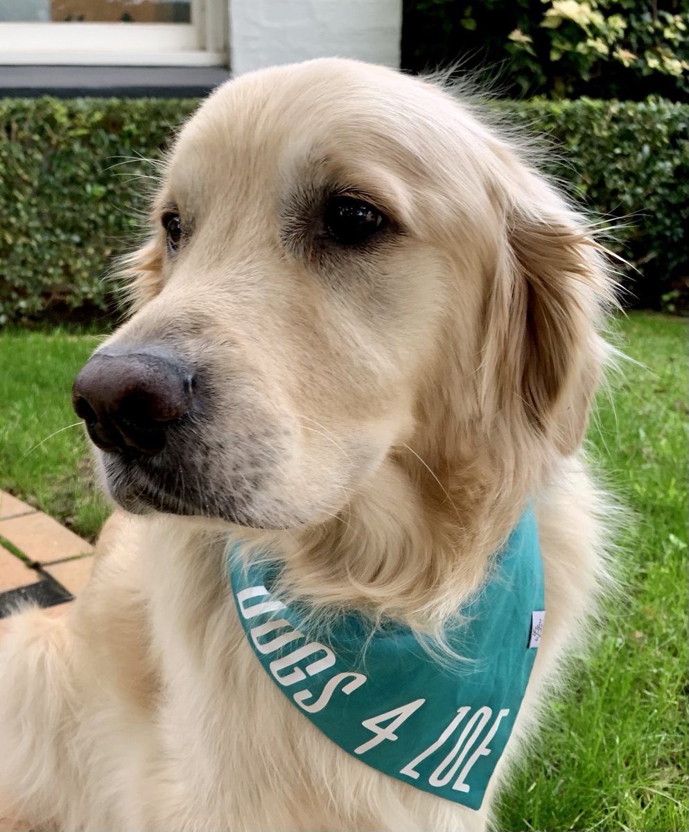 julian_keil's tweet photo. Back from one last lap around #TealRock before Saturday.
#Dogs4Zoe
#GoldsteinVotes
#Zoe1ForGoldstein https://t.co/klR6YutFqz