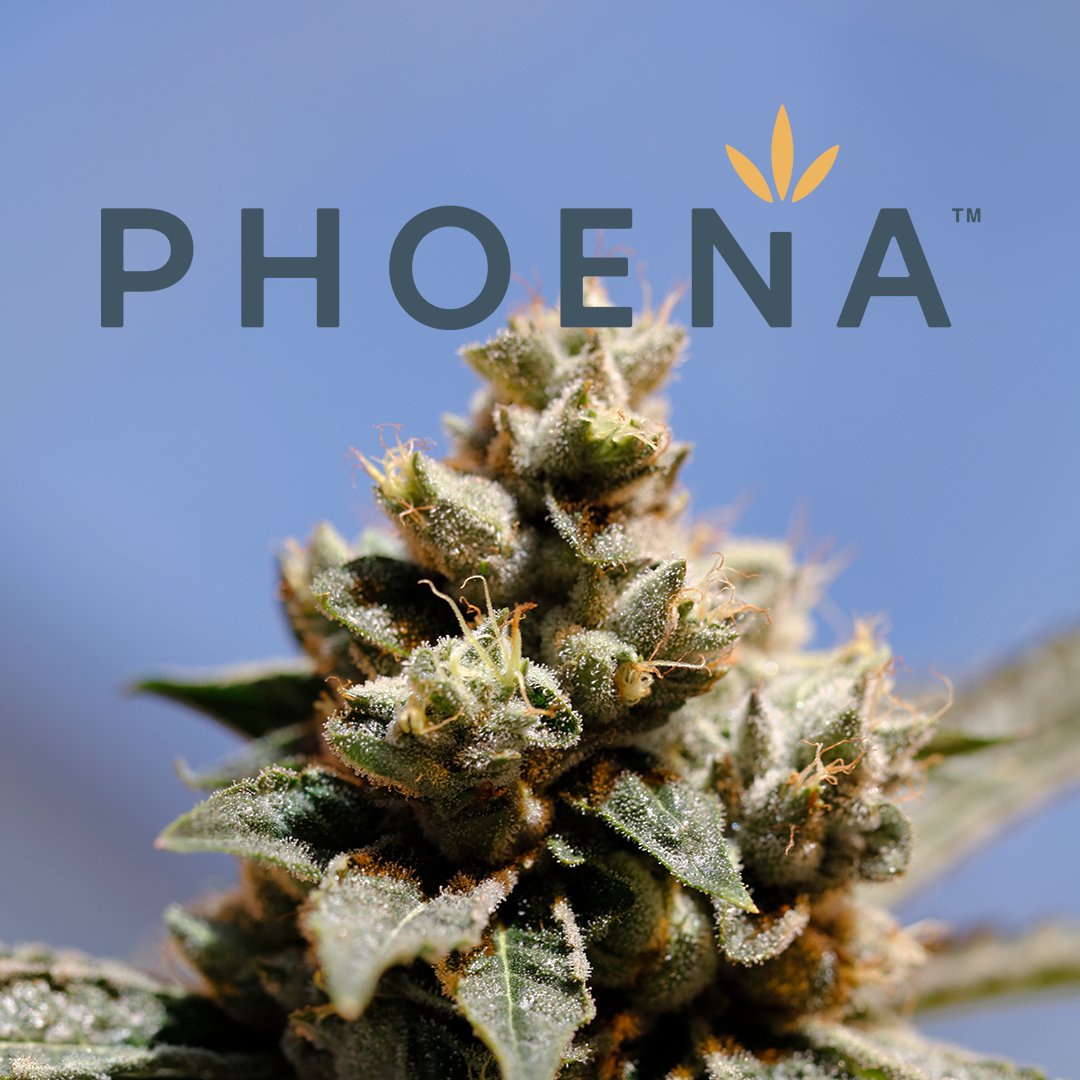 In Greek, the name Phoena means 'resembling a mythical bird'. We think it's fitting, because we're swooping in to deliver our patients and consumers quality cannabis and care. 🕊 Explore our products at @liivcannabis, @SynrgCannabis, @XscapeCannabis and @estoramedical.