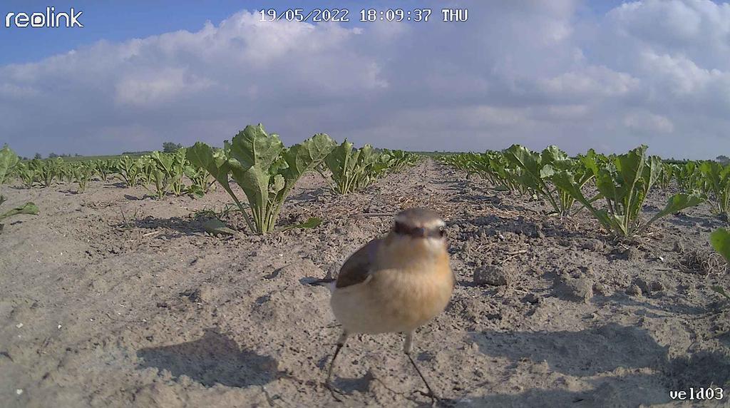 Nieuwe natuurlijk vijand gespot: De bandiet vogel
