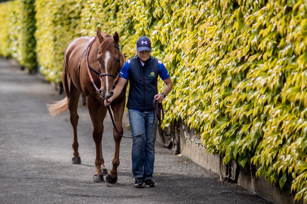 Tattersalls Ireland tweet media