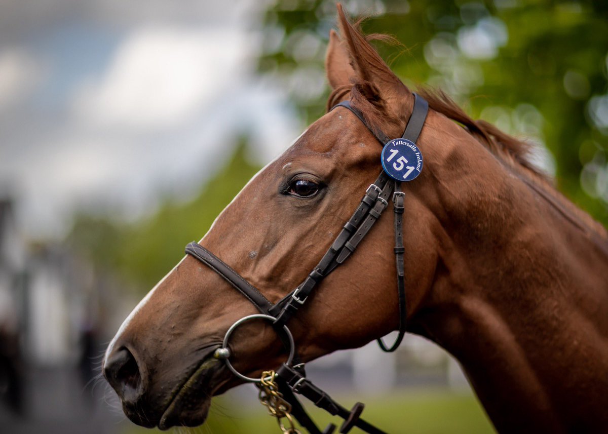 Tattersalls Ireland tweet media