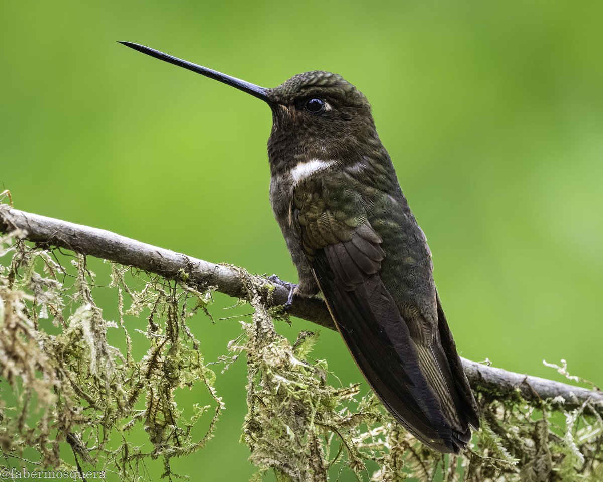Fabermosquera's tweet photo. Caprimulgiformes
Trochilidae
Brown Inca
Coeligena wilsoni.    Colibrí opaco de pico largo del bosque nuboso andino en el oeste de Ecuador y el oeste de Colombia.   #birdphotography #colombiabirdwatch #betsbirdshots https://t.co/4bS8HHFY1Y