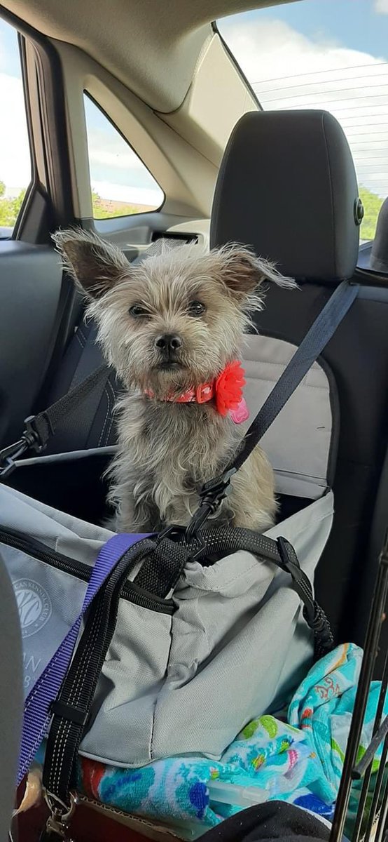 bonkrzz1018's tweet photo. The day I adopted  #MissFi😍 https://t.co/sKPiTeL6M1