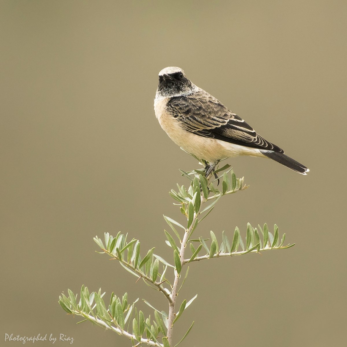 riazjsiddiki's tweet photo. It's always exciting to photograph #birds and spend the day at and around #Borith Lake - Gulmit #Pakistan. Wheatear is amongst the #birds found in good numbers there!!! #nature #birdphotography #birdwatching https://t.co/C6QtSUdePA