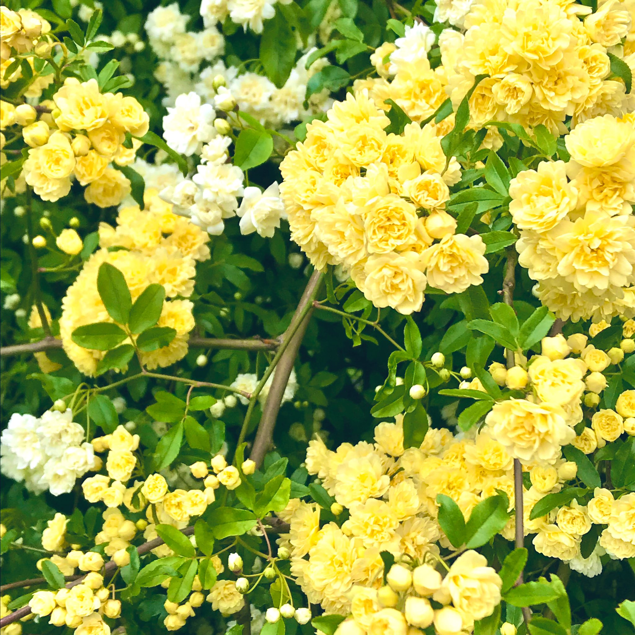 木香薔薇 Twitter Search Twitter