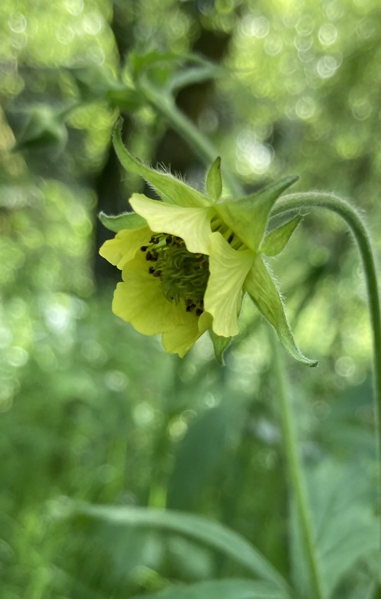 Water avens and wood avens regularly hybridise when they occur together in damp woods or where the two parent species are found resulting in Hybrid Avens @BSBIbotany @wildflower_hour #wildflowerhour @ForthNatureScot