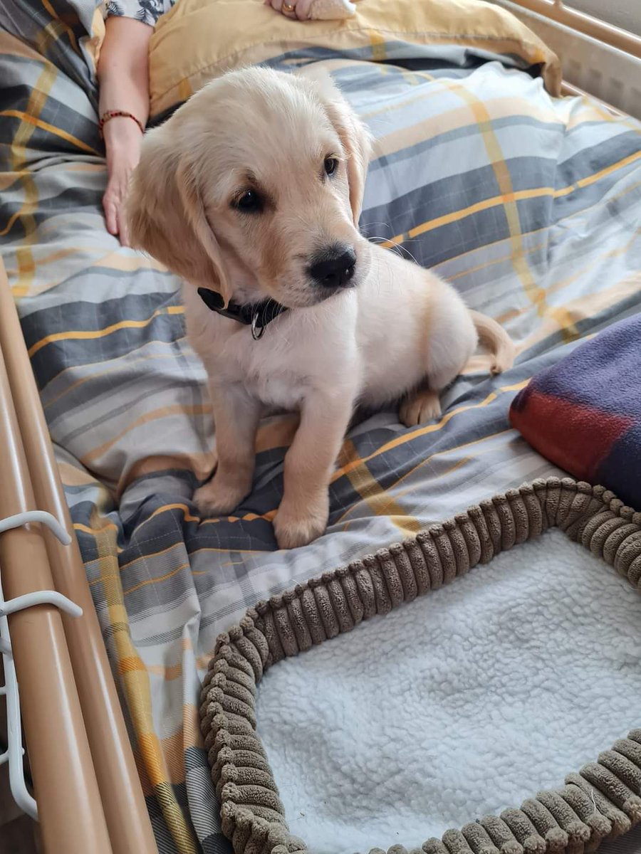 This is exactly what I needed after an awful couple of weeks. Sis in Belfast has gone and got herself a new pupper. He's called Trent 🥺. Josie's a fan...or Trent's a fan of Josie, either way, new bff's