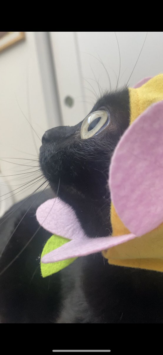 bigfootjinx's tweet photo. SHE MODEL??? https://t.co/AYpURrD0JO