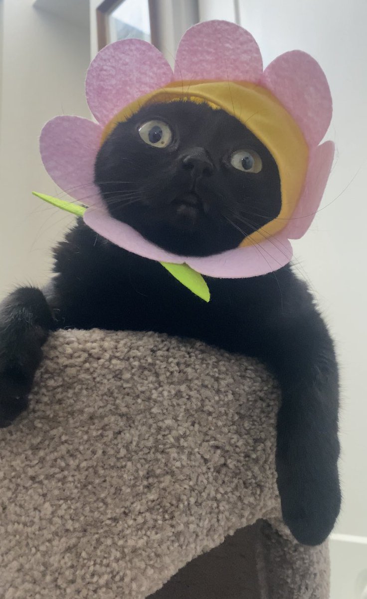 bigfootjinx's tweet photo. SHE MODEL??? https://t.co/AYpURrD0JO