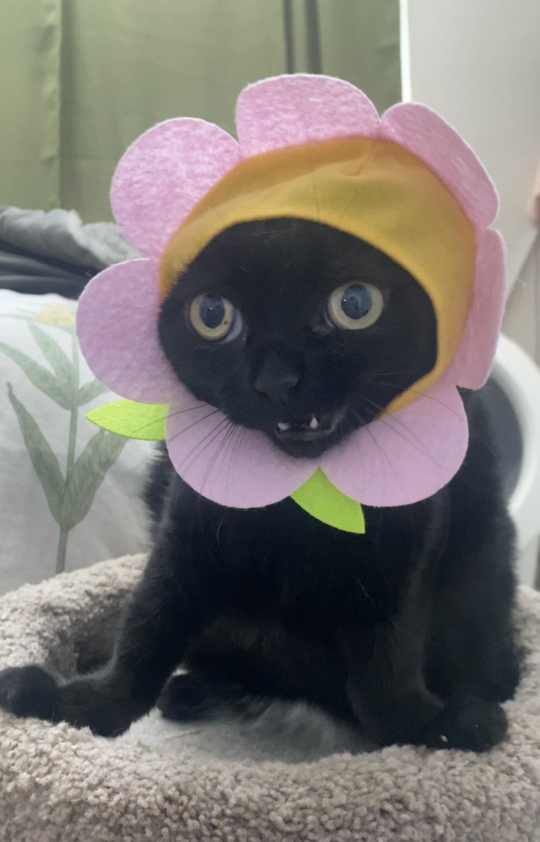 bigfootjinx's tweet photo. SHE MODEL??? https://t.co/AYpURrD0JO
