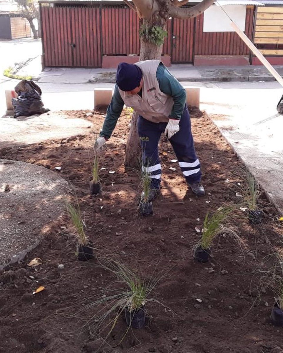 penalolen's tweet photo. Hoy partimos con hermoseamientos en Lo Hermida! Se realizó plantación en el área verde Parral 2, cambiando zonas de césped por especies de menor consumo hídrico. 
Recordar que es importante respetar estos espacios y cuidar nuestra comuna. https://t.co/XZPvZNt99t