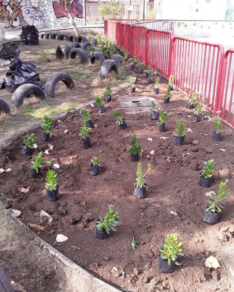 penalolen's tweet photo. Hoy partimos con hermoseamientos en Lo Hermida! Se realizó plantación en el área verde Parral 2, cambiando zonas de césped por especies de menor consumo hídrico. 
Recordar que es importante respetar estos espacios y cuidar nuestra comuna. https://t.co/XZPvZNt99t