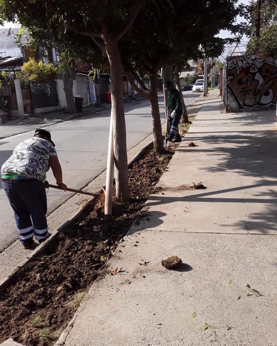 penalolen's tweet photo. Hoy partimos con hermoseamientos en Lo Hermida! Se realizó plantación en el área verde Parral 2, cambiando zonas de césped por especies de menor consumo hídrico. 
Recordar que es importante respetar estos espacios y cuidar nuestra comuna. https://t.co/XZPvZNt99t