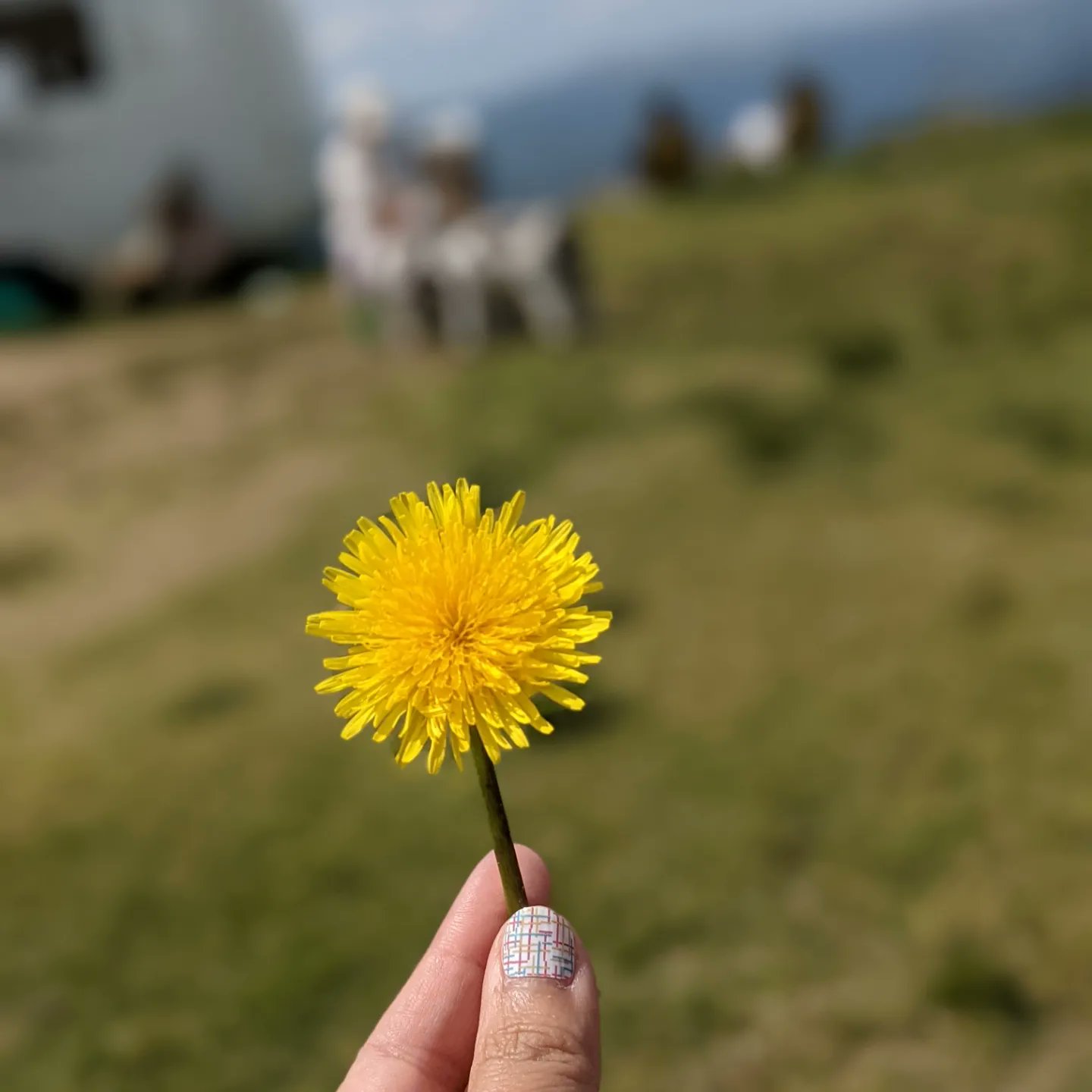تويتر Yuka على تويتر おはようございます 昨夜2時間ほど寝て目が覚めてから寝れなくなり今日は頭痛が 四国の旅行の時にもらったタンポポ タンポポの花言葉は幸せ 真心の愛 大切に持って帰ったら茎もグニャグニャになってたけど頑張って復活してくれました