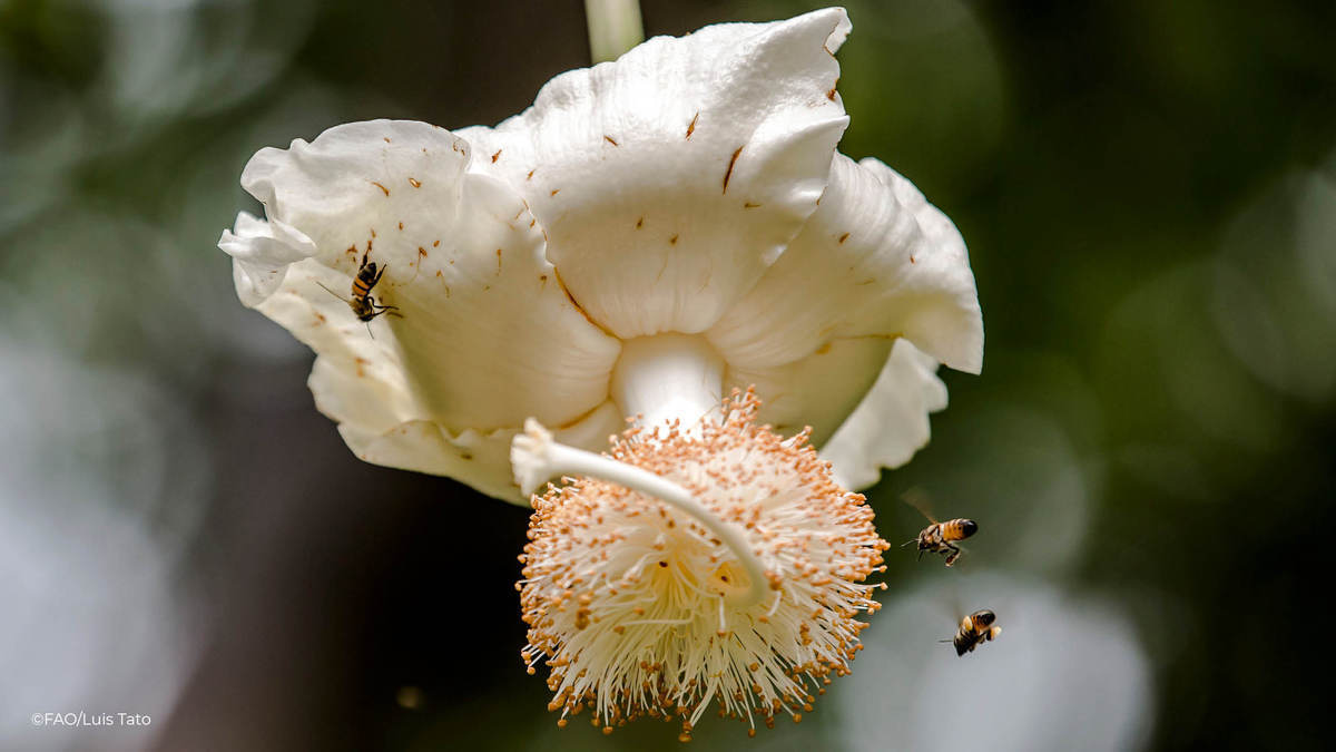 United Nations tweet media