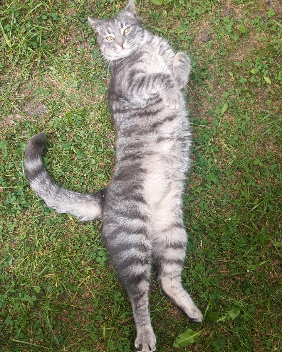 KrzysztofDmowsk's tweet image. Ciężki dzień był. #beztrybu #mójkot #cat