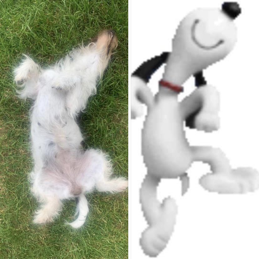 FotopulsCarsten's tweet photo. Ich erkenne gewisse Ähnlichkeiten, @ErbenvonCharlesMSchulz, wir müssen über Tantiemen reden 😂🤪

#Snoopy #Peanuts #CharlieBrown https://t.co/qyH5JnbnND