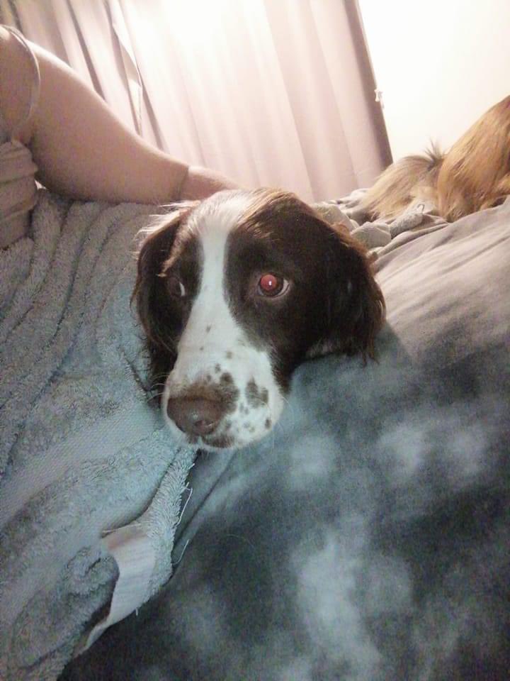 rosieDoc2's tweet photo. Copied from comments
**Update** We dubbed her Luna and she is now at a rescue kennel
After 7 days if unclaimed she'll be put up for rehoming

Does any1 recognise Found in the road near the #CockInn. She is safe and being cared for
#BoughtonMonchelsea 
https://t.co/MHp9YWVbv1 https://t.co/wRtktbyuUh