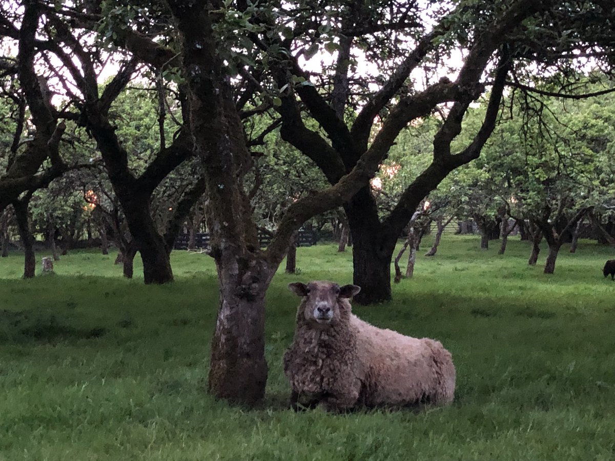 Zwartbles Ireland • Suzanna Crampton tweet media