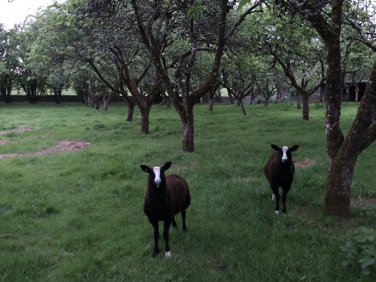 Zwartbles Ireland • Suzanna Crampton tweet media