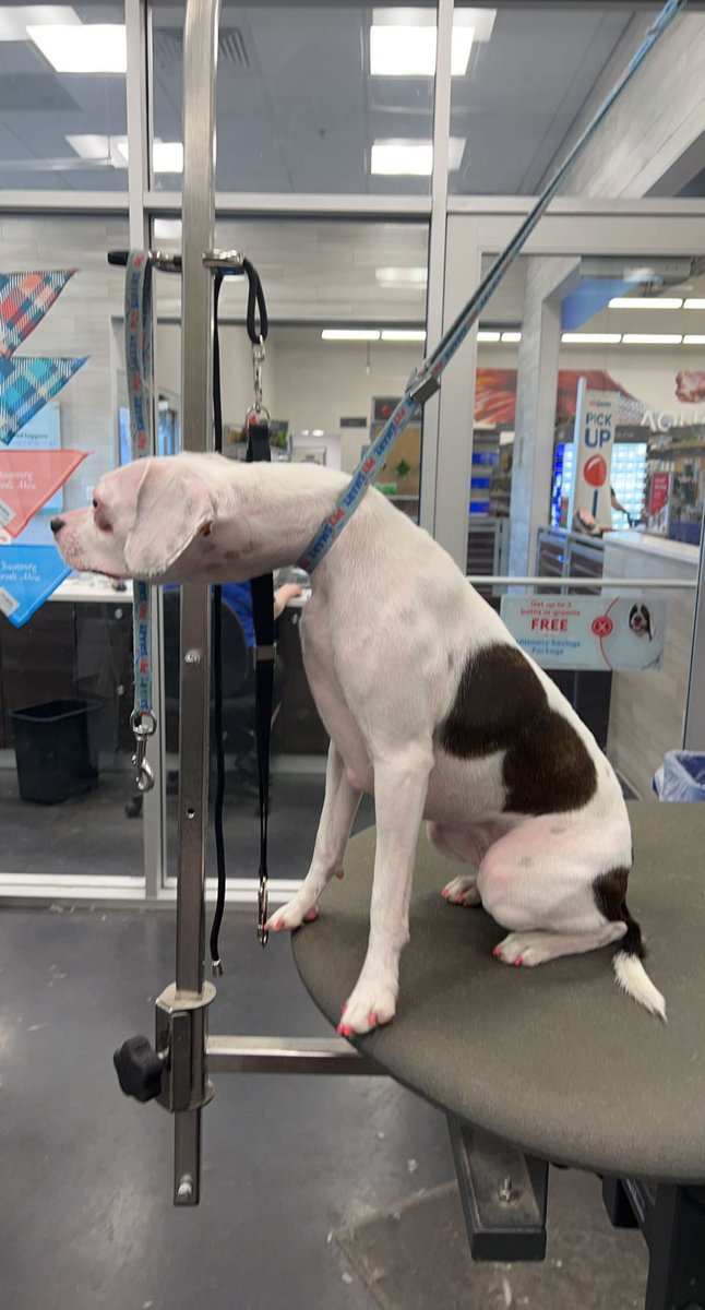 The_Cady_Bell's tweet image. Why is my dog like this