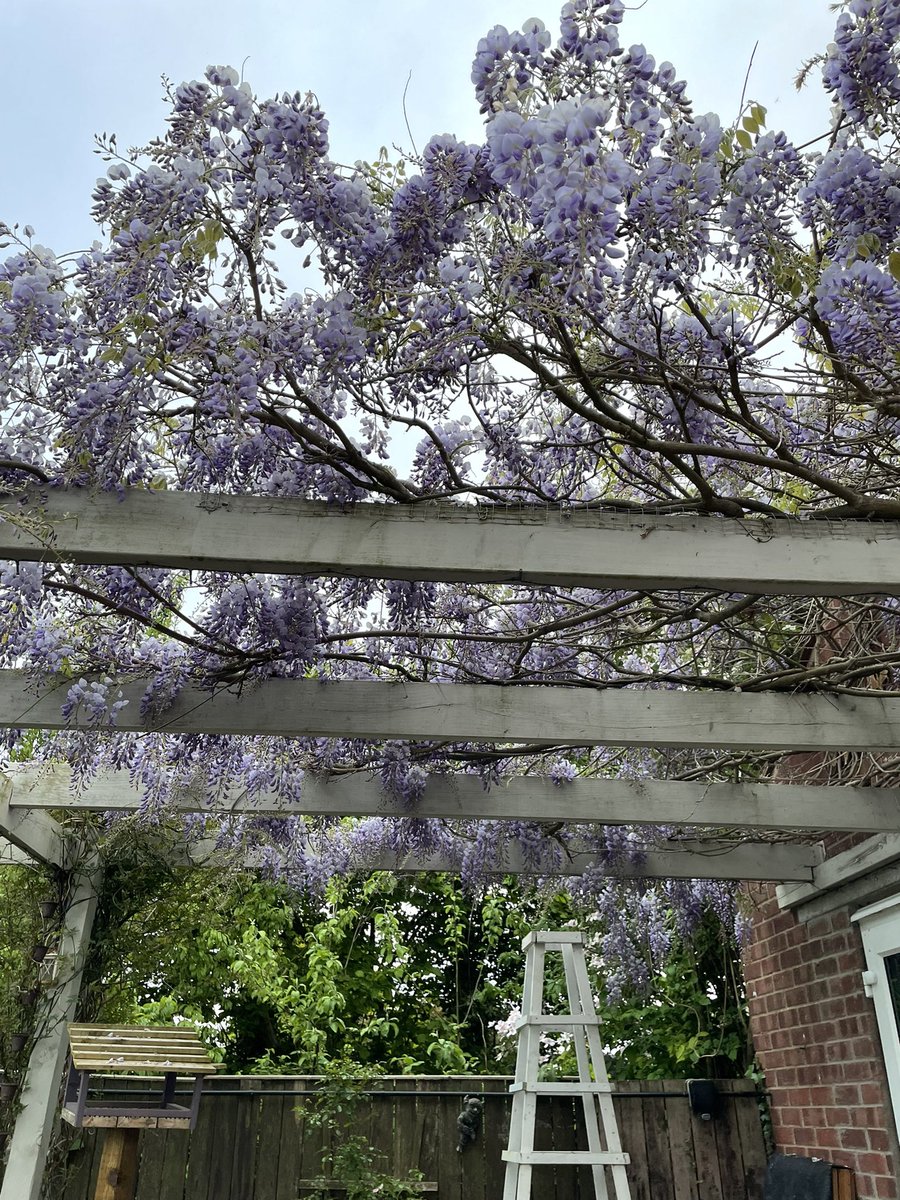 samlbarker2013's tweet photo. Wisteria hysteria! So beautiful this year https://t.co/NJywlGOB7W