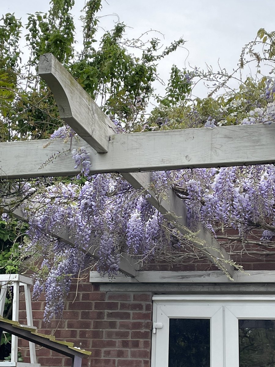 samlbarker2013's tweet photo. Wisteria hysteria! So beautiful this year https://t.co/NJywlGOB7W