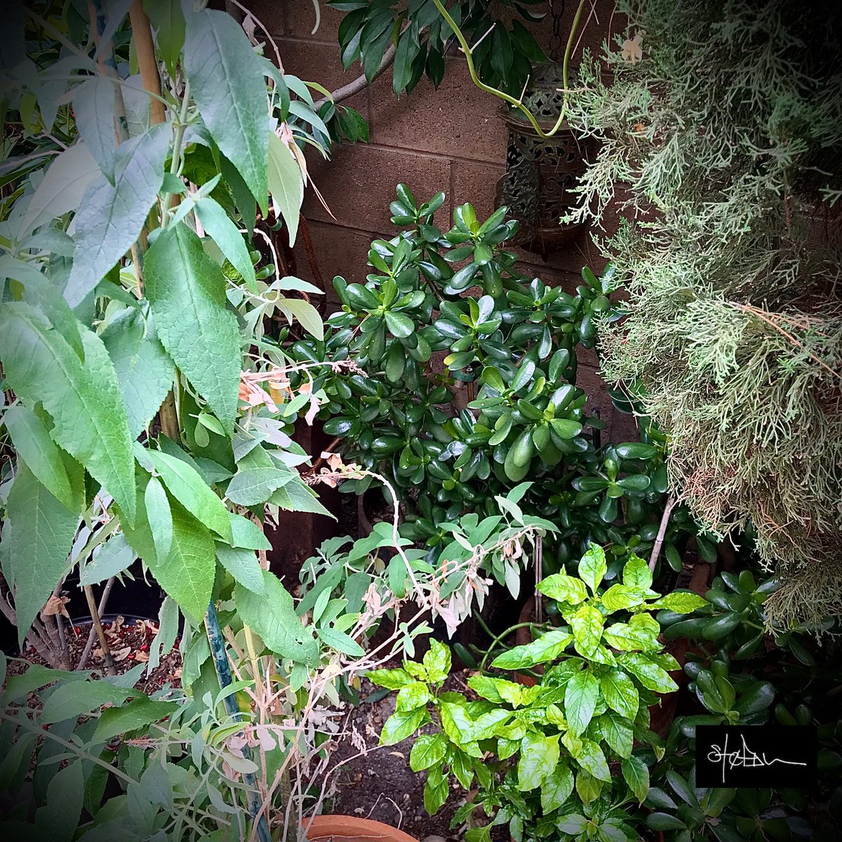 stefanbell's tweet photo. I learned this studying Eastern cultures &amp; ancient cultures that survived. I noticed jade planted near all the walls in formal gardens of the East. It got really hot a few yrs ago, I started putting jade &amp; succulents near the walls. The ground holds water &amp; temperature went down https://t.co/05DLTyA3mX